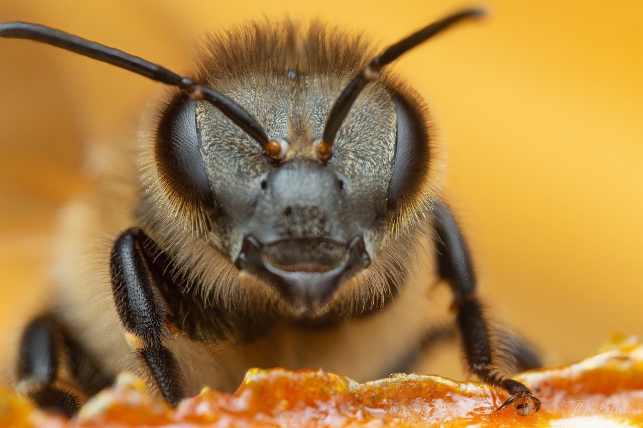Découvrez l'anatomie étonnante de l'abeille !
