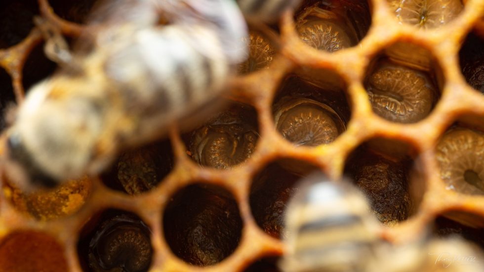 d-couvrez-l-anatomie-tonnante-de-l-abeille