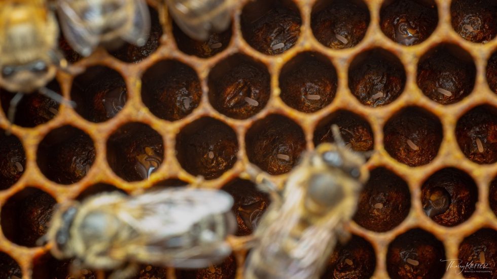 Découvrez l'anatomie étonnante de l'abeille — free download