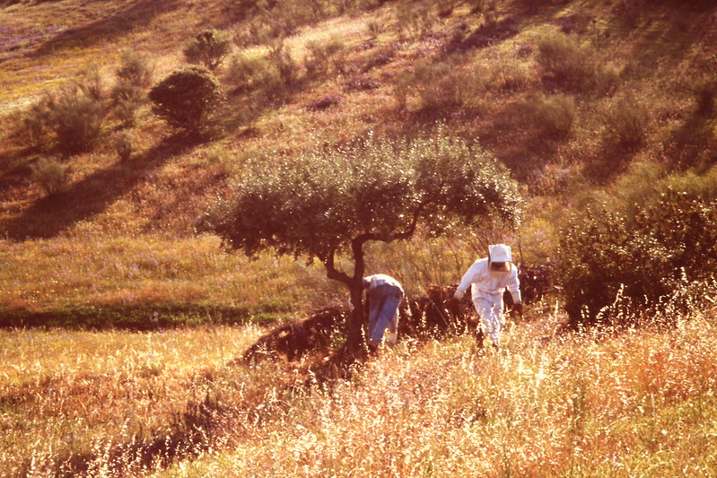 L'apiculture en France : un voyage à travers le temps