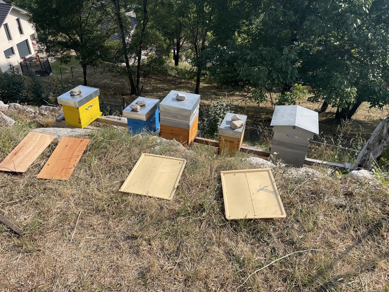 Les 3 méthodes pour faire SIMPLEMENT un comptage varroa