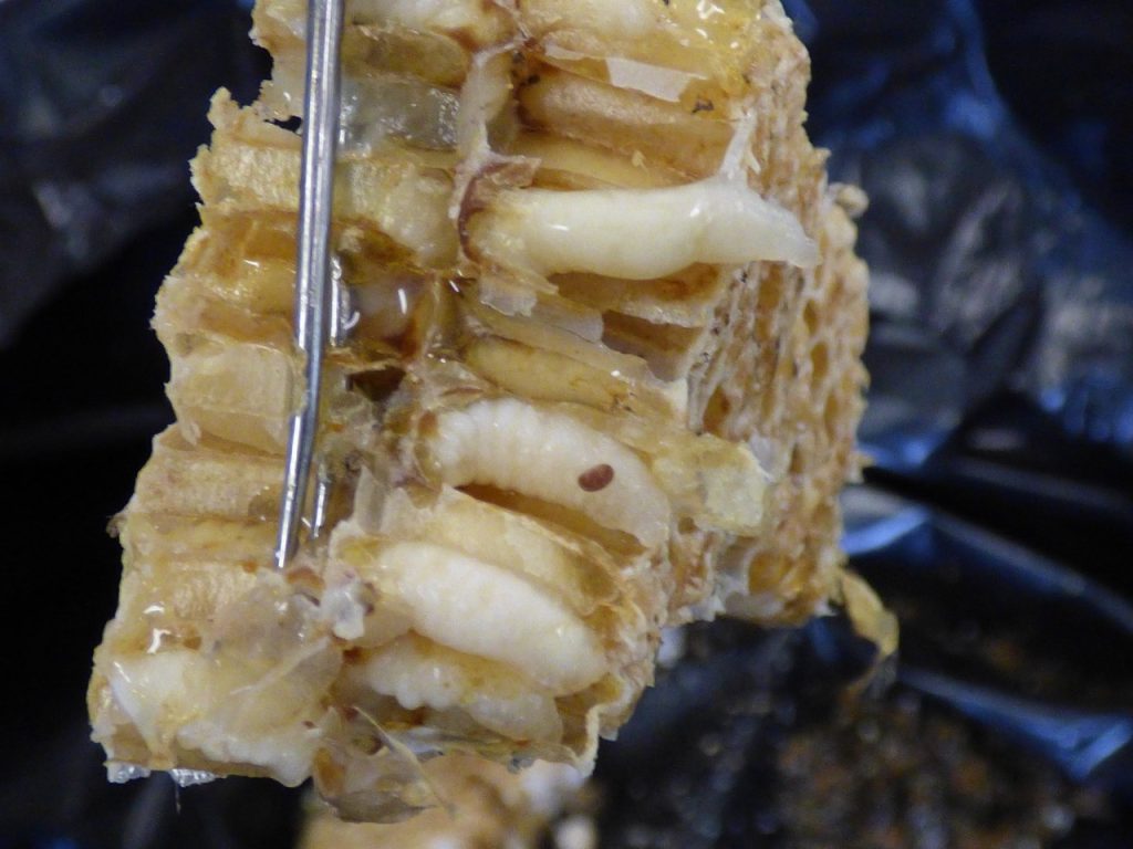 Varroa 5 bio techniques très efficaces pour le contrôler — free download
