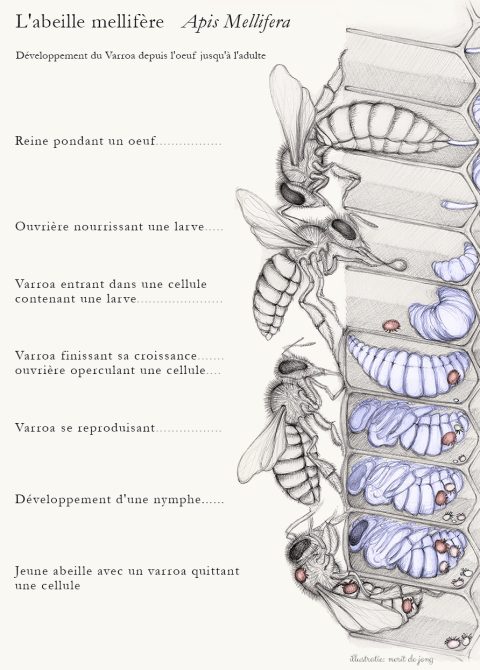 Qu est ce Qu une Colonie VSH Varroa Sensitive Hygiene qu-est-ce-qu-une-colonie-vsh-varroa-sensitive-hygiene