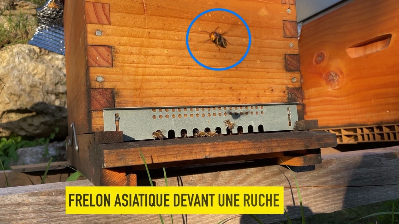 frelon asiatique