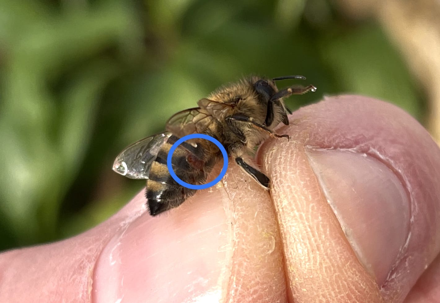 varroa
